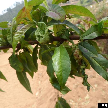 Early infection on peach leaves showing red patches