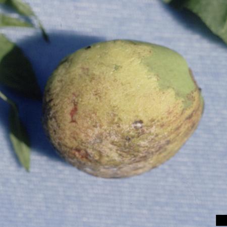 Fruit showing peach leaf curl infection