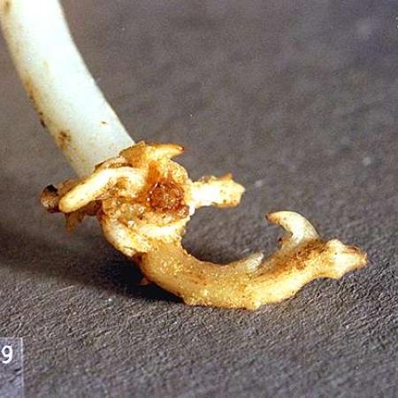 Knotted, corky root with no root hairs