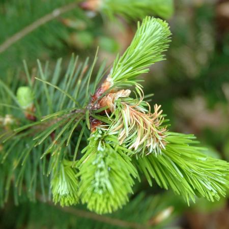 Douglas-fir with new shoot wilt and dieback