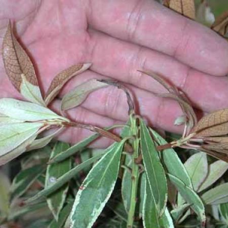 A hand cupping brown leaves on a branch of Pieris