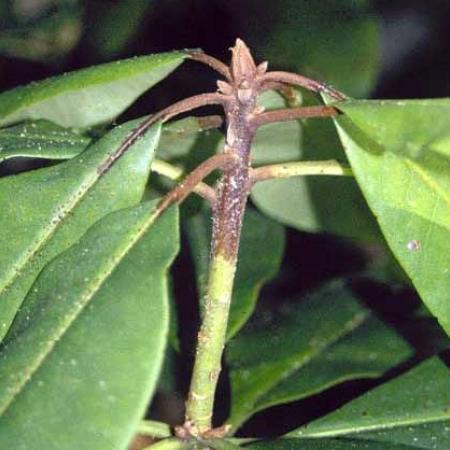 Shoot tip dieback - several inches of Rhododendron shoot tip are dying