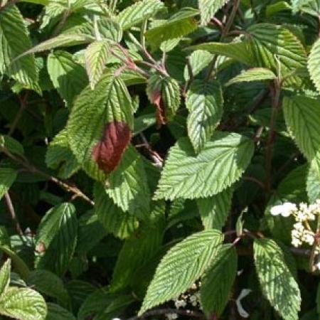 Viburnum plant with dead spots on some leaves