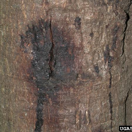Dark, discolored area on tree trunk, with drip marks from oozing sap