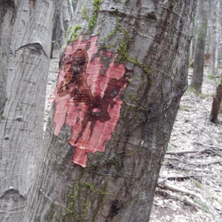 Red and brown canker on trunk of tree, exposed by removal of bark