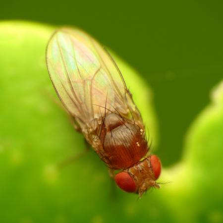 Small fly with red eyes and clear wings