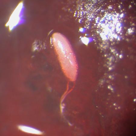 Single white egg of SWD