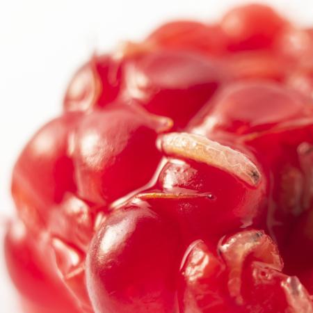 Small white larvae on raspberry