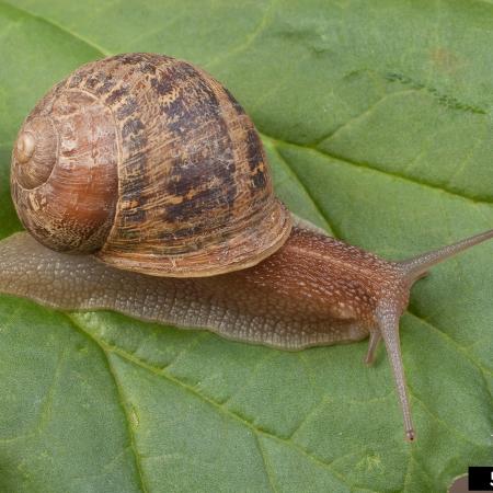 Brown snail on leaf