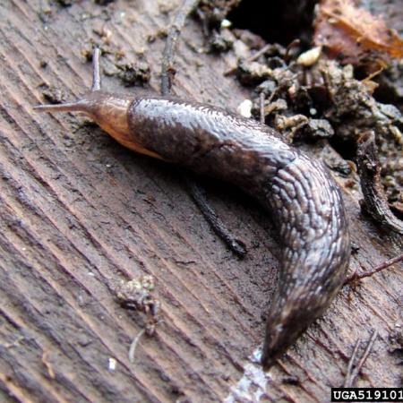 Gray garden slug