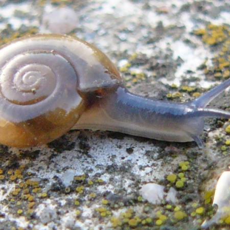 Glass snail