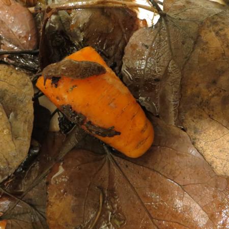 Slug eating a carrot