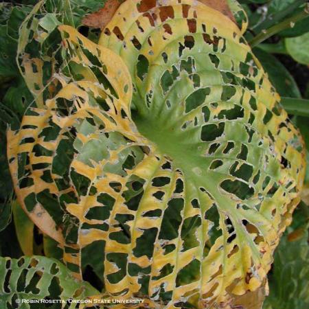 Hosta leaf with many holes
