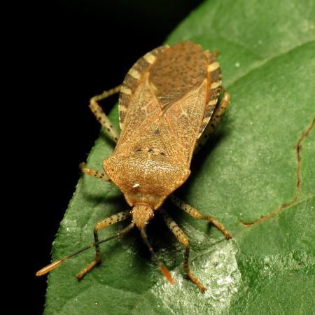 Tan and brown squash bug on green leaf