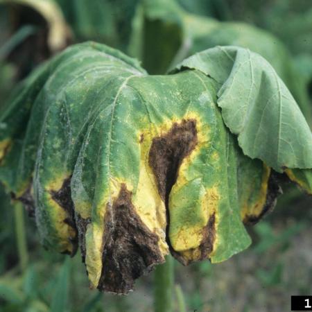 Wilted squash leaves with yellowing and dead parts
