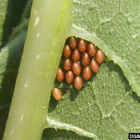 Cluster of copper-colored eggs on underside of leaf