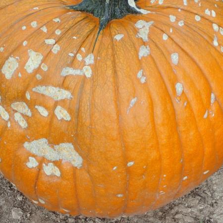 An orange pumpkin with many tan, corky scars from squash bug damage
