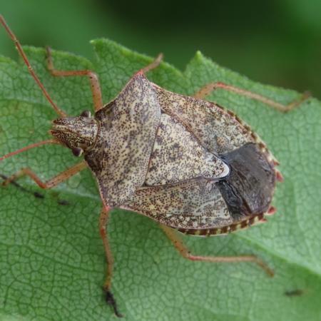 Stink bug looking similar to squash bug, but wider