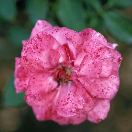 Rose flower petals with darker spots