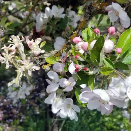 Flowers on left are distorted and covered with white powder. Flowers on right are healthy.