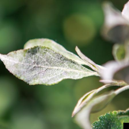 Apple And Pear Powdery Mildew 