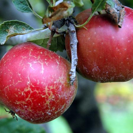 Brown streaks of russeting on red apples