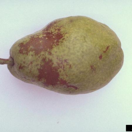 Brown patches of russeting on pear