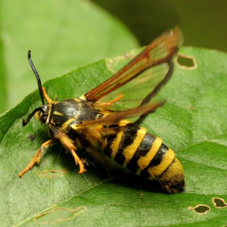 Mothe with yellowjacket-like striping and clear wings