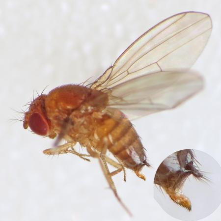 Female fly with serrated ovipositor extended