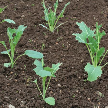 Severe slug damage to brassica seedlings