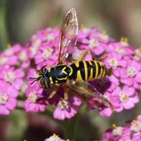 Syrphid fly with yellow and black markings that resembles a yellowjacket