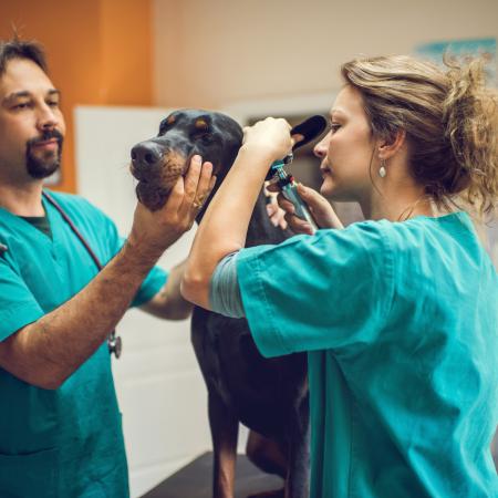 Veterinarians examining dog’s ear