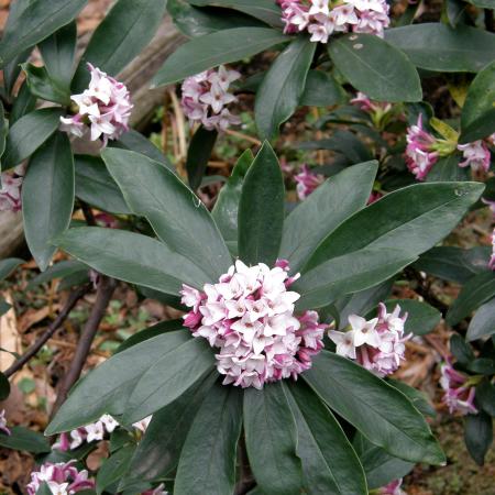 Leaves and flowers of Daphne odora