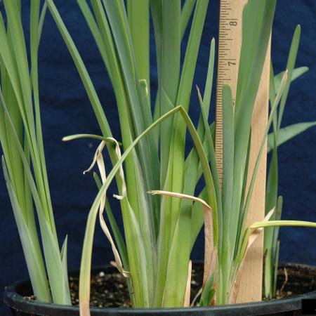 Cattail leaves shown are round at base