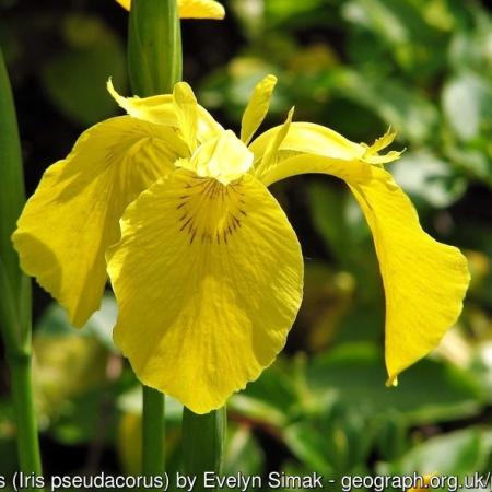 Yellow flag iris flower