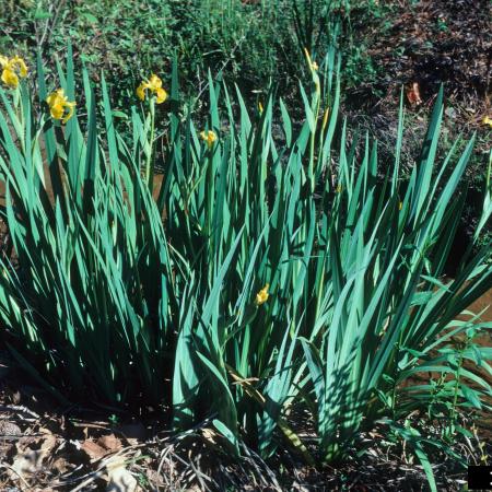 Clump of yellow flag iris leaves