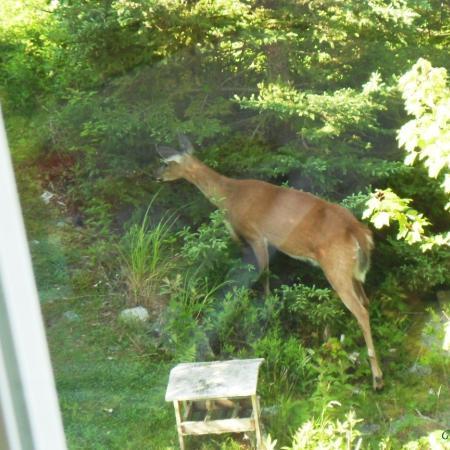 Deer browsing in yard