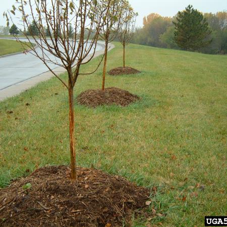 Landscape trees with deer rub damage