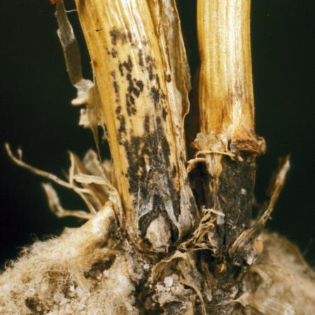 Anthracnose basal stem rot phase