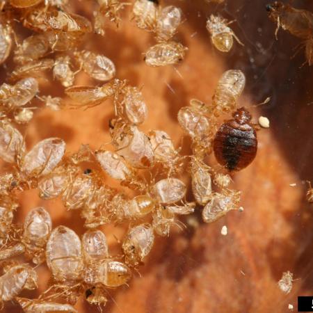 Bed bug nymphs and adults