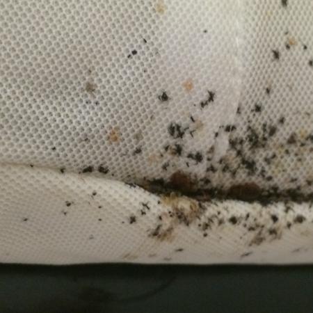 Signs of bed bug activity on mattress