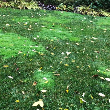 Bright green creeping bentgrass patches in lawn