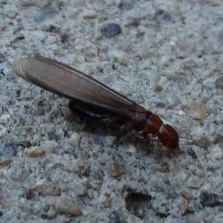 Winged dampwood termite