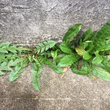 Dandelion and catsear growing side by side in sidewalk crack