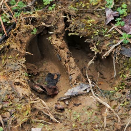 Deer hoof print in mud