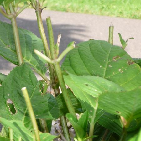 Deer browsing damage on hydrangea