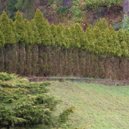 Deer browsing damage on arborvitae