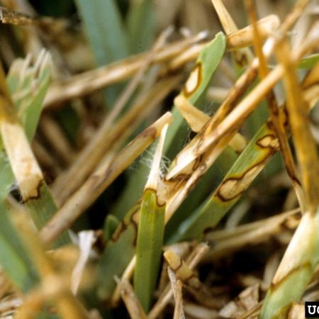 Dollar spot disease symptoms on grass leaf blades