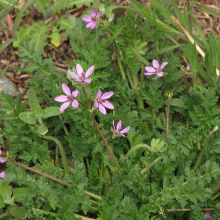 Broadleaf Weeds in Lawns | solvepest