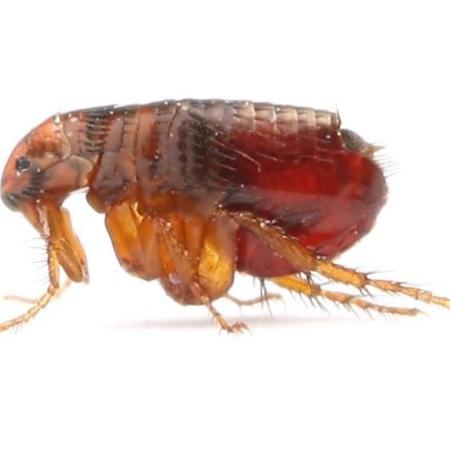Closeup photo of a flea